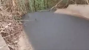 Los Gobiernos no priorizan el cuidado del Mar Menor