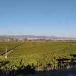 ¡Exprópiese! El caso de la Vega Mestanza de Málaga