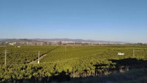 ¡Exprópiese! El caso de la Vega Mestanza de Málaga