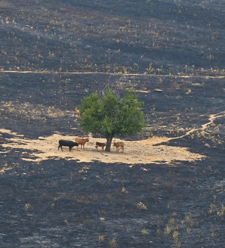 España arde