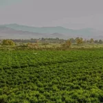 Los vecinos de Vega Mestanza vencen al rodillo de la Parasitocracia