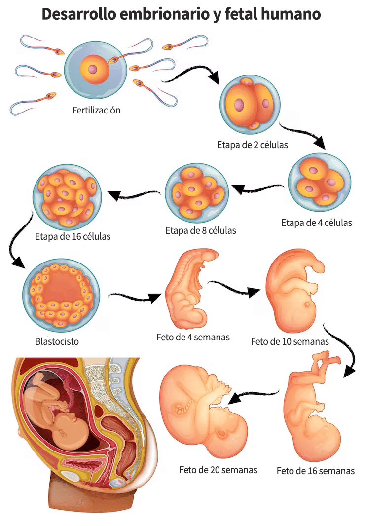 Desarrollo de un embrión humano-El aborto como derecho