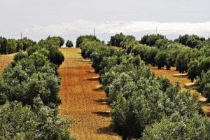 Olivos en Jaén