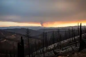 El monte no arde solo por el clima